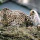 Foto: Getty Images